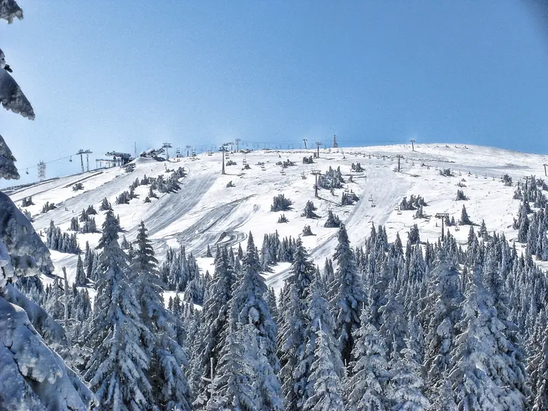 Snow-laden firs and a chairlift below the Pančićev vrh summit on Kopaonik, an open slope under a blue sky